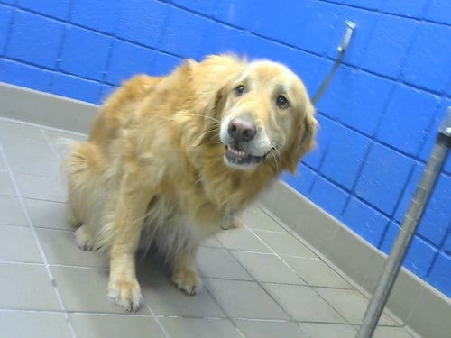 Photo of Charlie, adoptable Labrador Retriever in Albuquerque, New Mexico