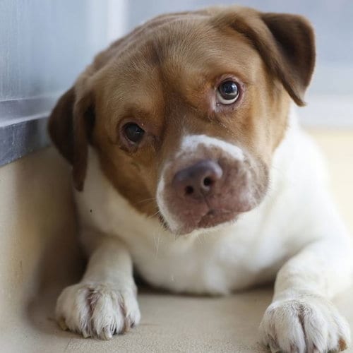 Photo of Wally, adoptable American Staffordshire Terrier in San Antonio, Texas