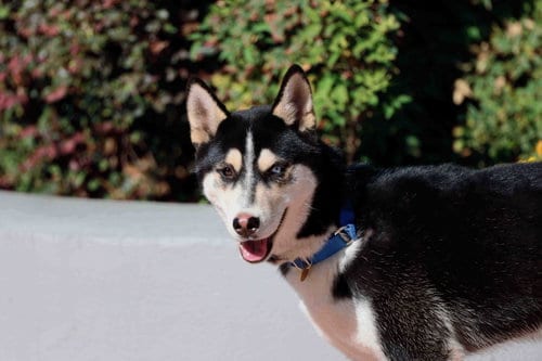 Photo of Baja, adoptable Siberian Husky in Walnut Creek, California