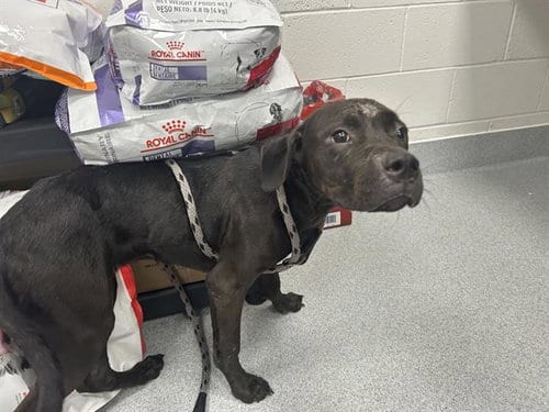 Photo of Sally Marie, adoptable American Pit Bull Terrier in Ocala, Florida