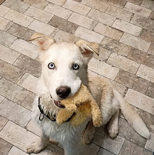 Photo of Tismo, adoptable Siberian Husky in Cedar Crest, New Mexico