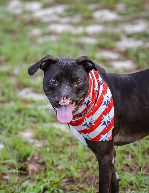 Photo of Binks, adoptable Unknown breed (short coat) in Gainesville, Florida