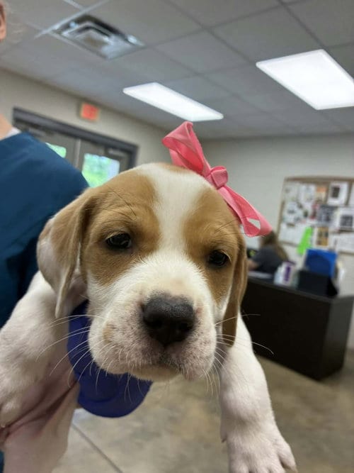 Photo of Puppy C (NY-Emily), adoptable Labrador Retriever in SHERBURNE, New York