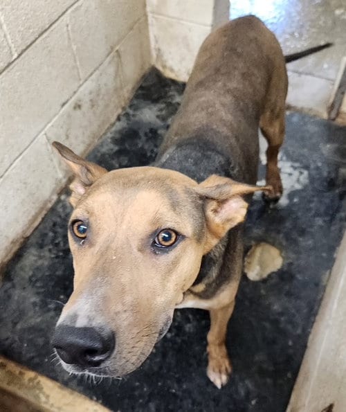 Photo of Ozzy, adoptable Doberman Pinscher in Amarillo, Texas