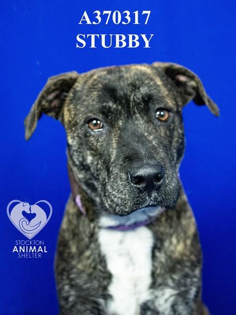 Photo of Stubby, adoptable Pit Bull Terrier in Stockton, California