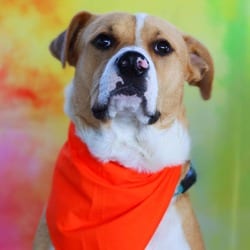 Photo of Toby JuM, adoptable American Pit Bull Terrier Labrador Retriever in Hartford, Connecticut
