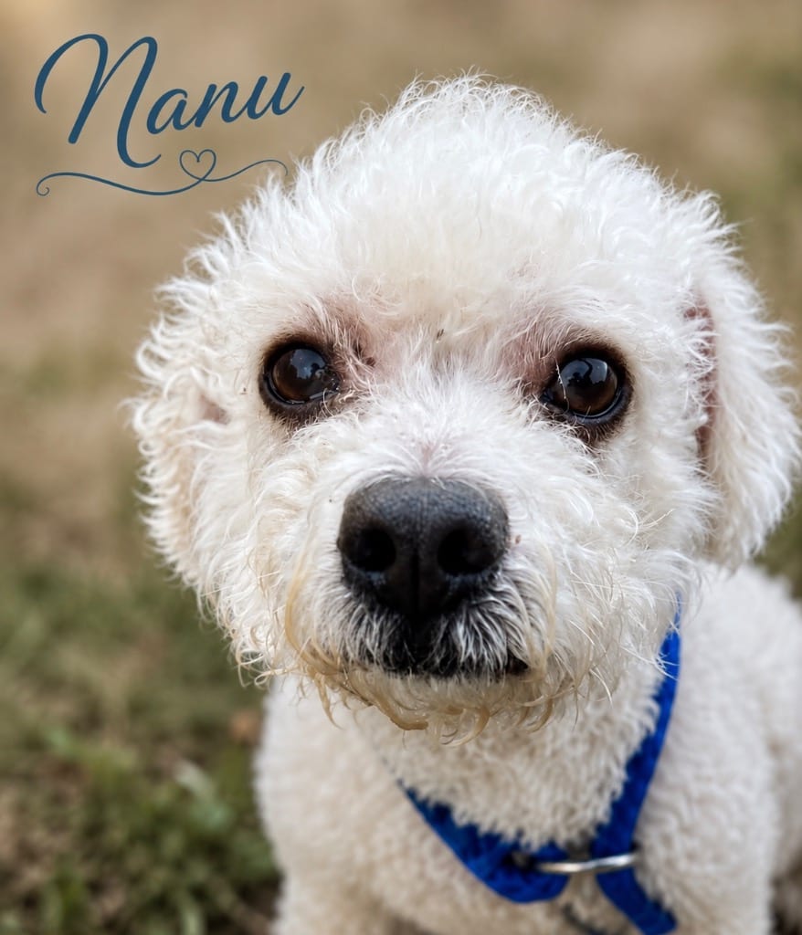 Photo of Nanu, adoptable Poodle in West Bloomfield, Michigan