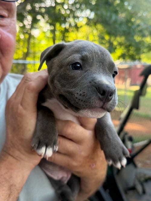 Photo of Gaston, adoptable French Bulldog in Mooresville, North Carolina