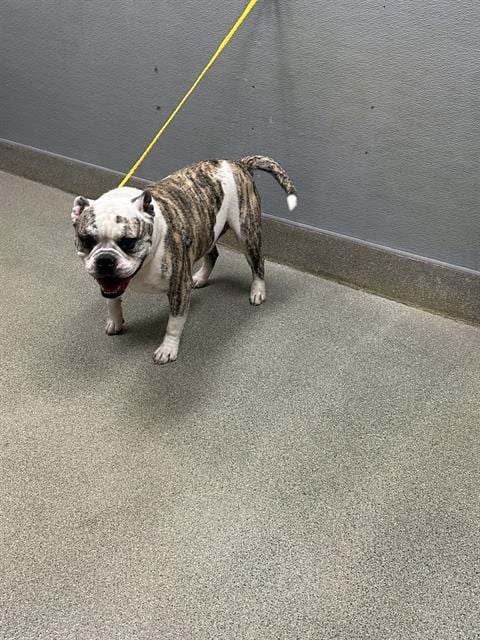 Photo of Cinnamon Toast, adoptable English Bulldog in Las Vegas, Nevada