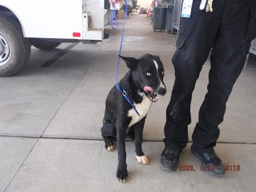 Photo of Blue Shadow, adoptable Australian Cattle Dog/Blue Heeler in Oroville, California