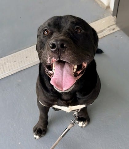 Photo of Angelo, adoptable dog in Chamblee, Georgia