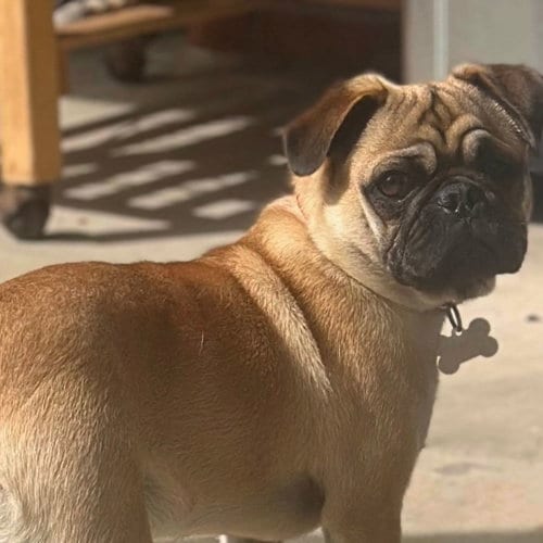 Photo of Nico, adoptable Unknown breed in Rancho Santa Fe, California