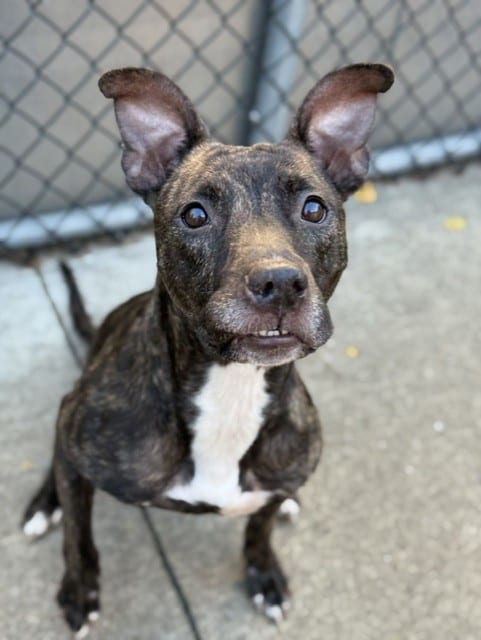 Photo of Theresa, adoptable American Pit Bull Terrier in Chicago, Illinois