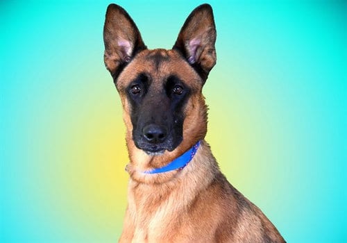 Photo of Max, adoptable Belgian Shepherd Malinois in Ft Lauderdale, Florida