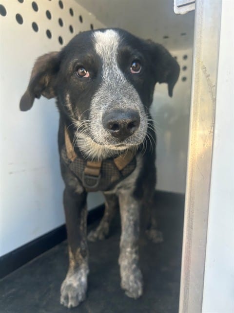 Photo of Senior Queensland Heeler and German Shepherd Dog, adoptable Queensland Heeler and German Shepherd Dog in Bakersfield, California