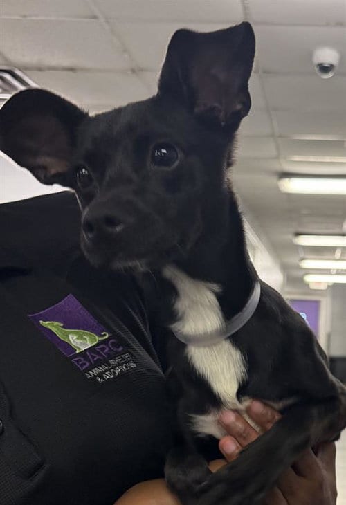 Photo of A2094014, adoptable Chihuahua in Houston, Texas
