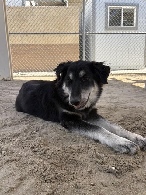 Photo of Flor, adoptable Australian Shepherd in Thousand Palms, California