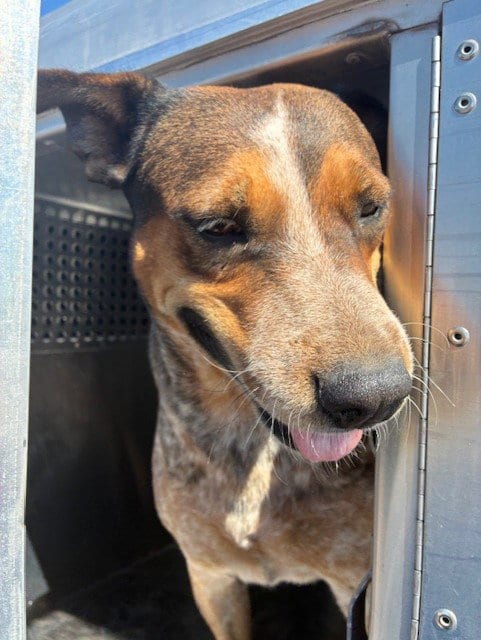 Photo of Wynona, adoptable Australian Cattle Dog/Blue Heeler in Phoenix, Arizona