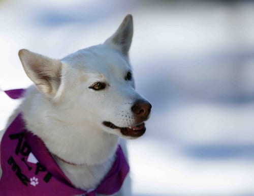 Photo of Lorna, adoptable Siberian Husky in Walnut Creek, California