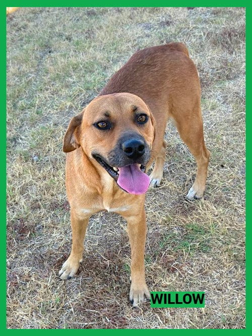 Photo of Willow, adoptable Black Mouth Cur in Granbury, Texas