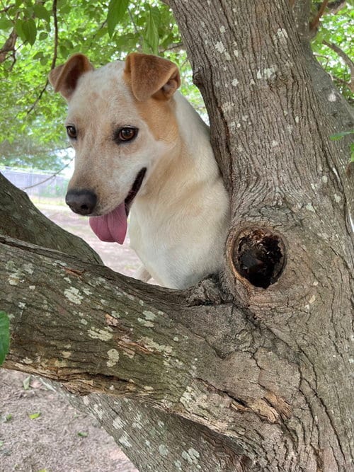Photo of Ringo, adoptable Red Heeler in Gun Barrel City, Texas