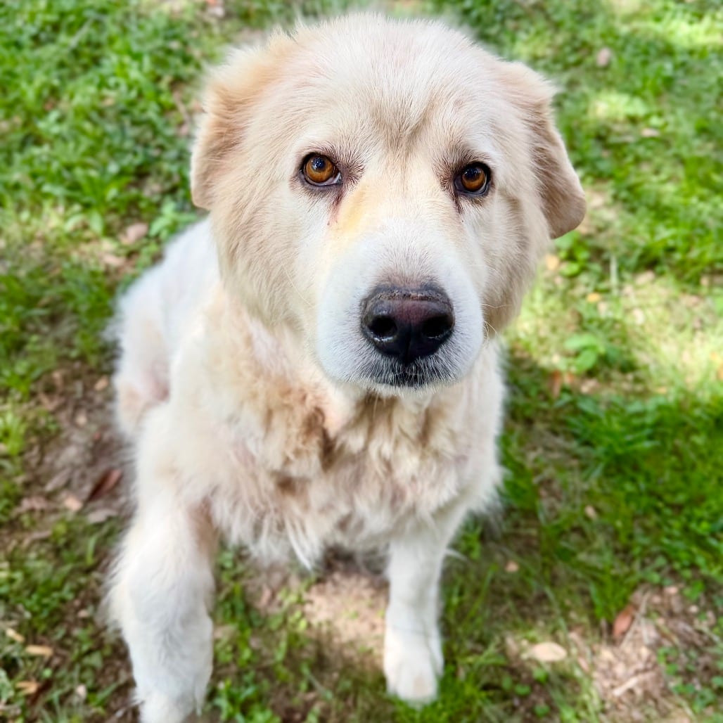 Photo of Juniper 🐾, adoptable Pyrenees, Great / Mixed Breed (Large) in Milton, Florida