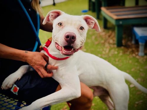 Photo of Blanco, adoptable Pit Bull Terrier in Orlando, Florida
