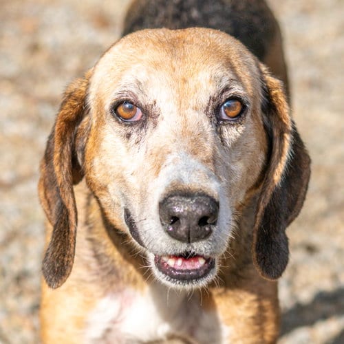 Photo of Beatrice, adoptable Hound in Hilton Head, South Carolina