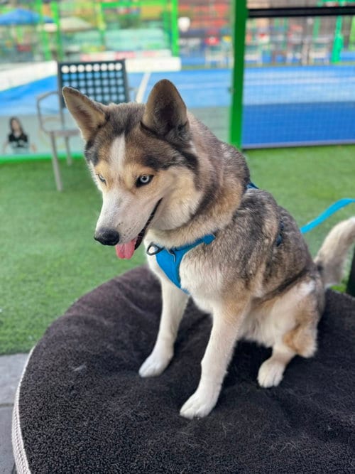 Photo of Cielo, adoptable Husky in San Diego, California