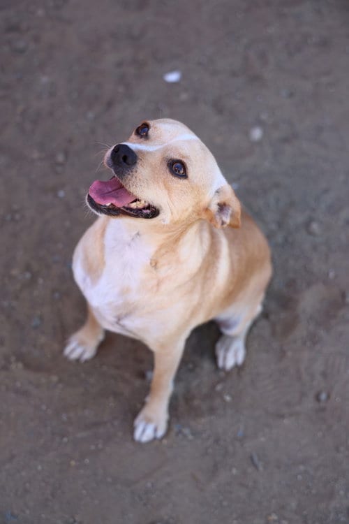 Photo of Paco #0444, adoptable Chihuahua in Studio City, California