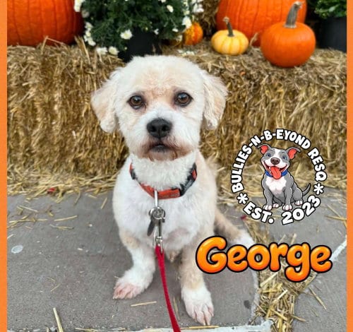 Photo of George, adoptable Terrier in Omaha, Nebraska