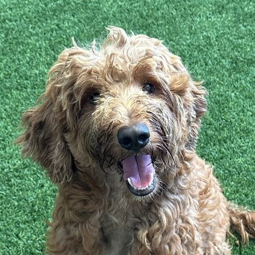 Photo of Bruno, adoptable Poodle (Standard) in Burlingame, California