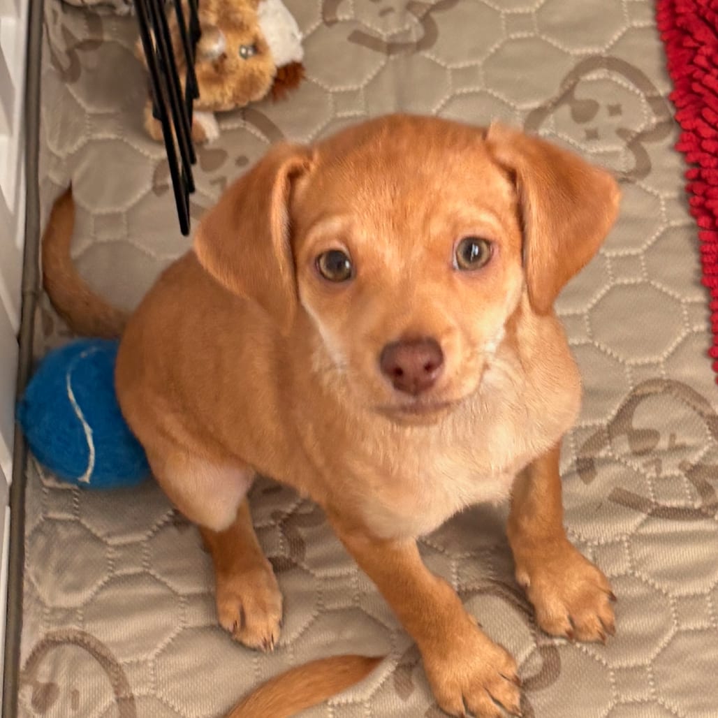 Photo of Kiwi, adoptable Chihuahua / Mixed Breed (Small) in Raleigh area, North Carolina