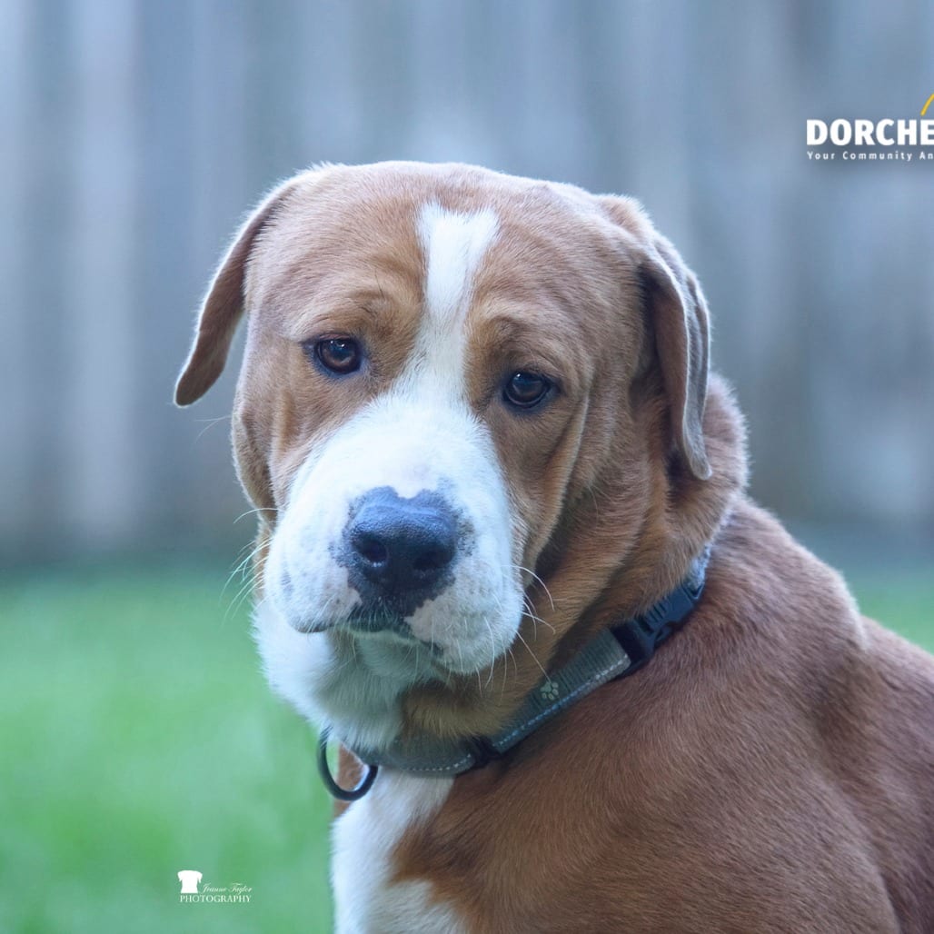 Photo of Dumpling @ Foster, adoptable Mixed Breed (Large) in Summerville, South Carolina