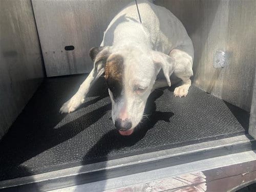 Photo of Flo, adoptable American Staffordshire Terrier in San Antonio, Texas