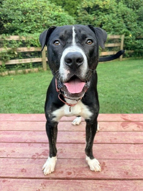 Photo of Onyx, adoptable American Pit Bull Terrier in Derwood, Maryland