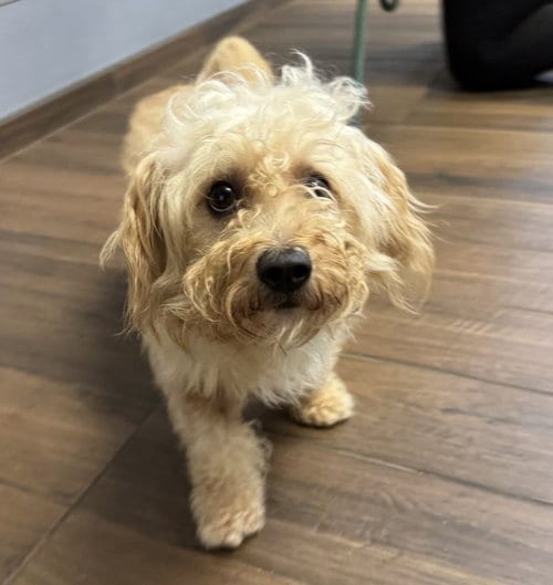 Photo of Prince Harry, adoptable Shih Tzu in Hilton Head, South Carolina