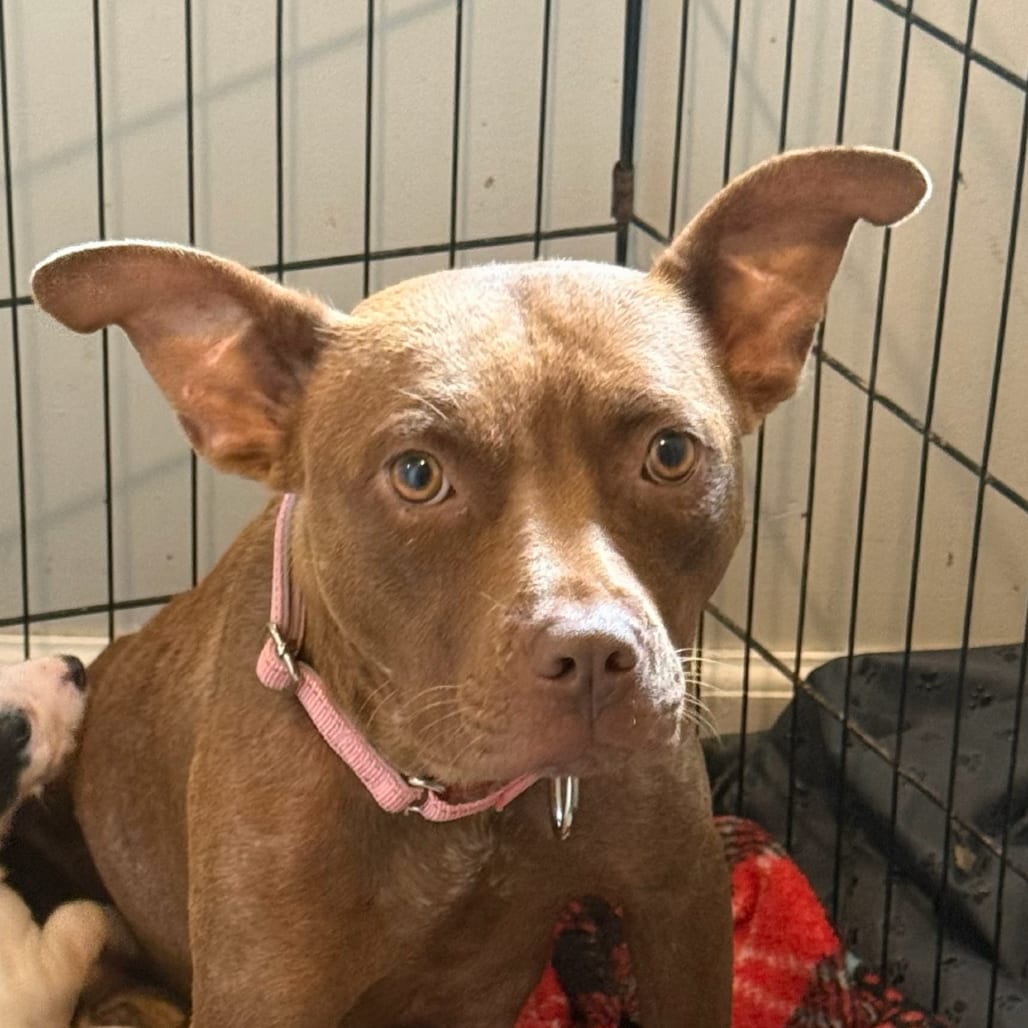 Photo of Ocean, adoptable Mixed Breed (Medium) in Maryland, Maryland