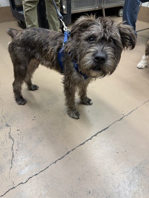 Photo of Senior Schnauzer - Miniature mix, adoptable Schnauzer - Miniature mix in Chicago, Illinois