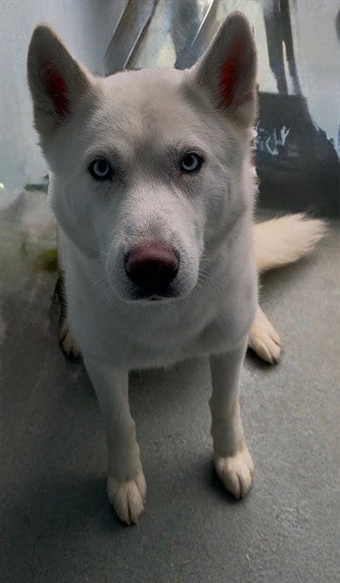 Photo of Zacate, adoptable Siberian Husky in Baldwin Park, California