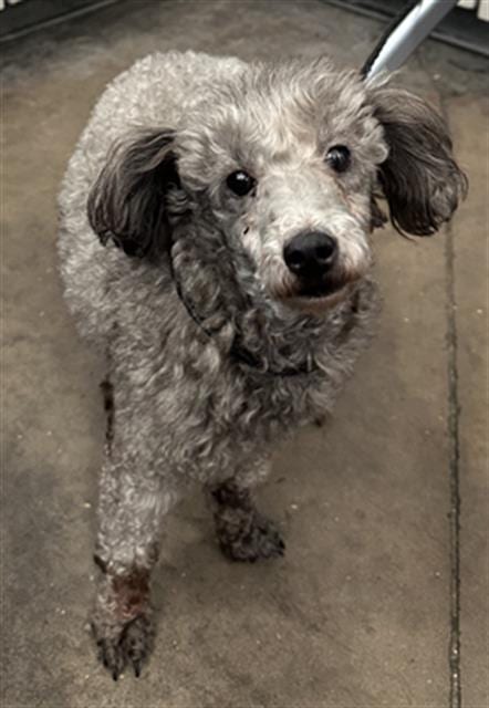 Photo of Poodle Rockin Stevie Ray, adoptable Mixed Breed