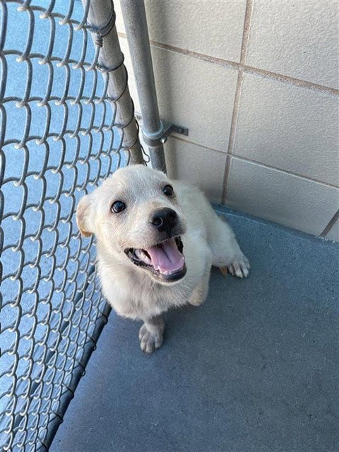 Photo of Mickey, adoptable Labrador Retriever in Corpus Christi, Texas