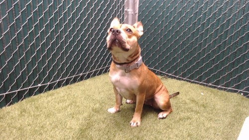 Photo of Puka, adoptable Pit Bull Terrier in Downey, California