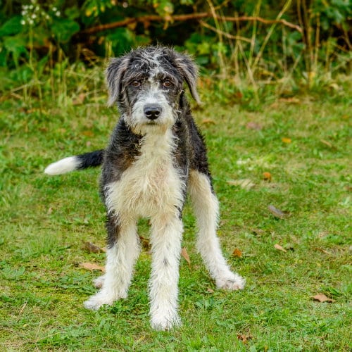 Photo of Shotzie, adoptable Poodle (unknown type) in Brick, New Jersey