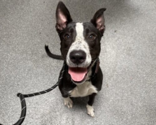 Photo of Broccoli, adoptable Pit Bull Terrier in Los Angeles, California