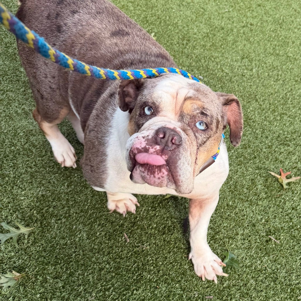 Photo of Peppa Pig, adoptable Bulldog in West Chester, Pennsylvania