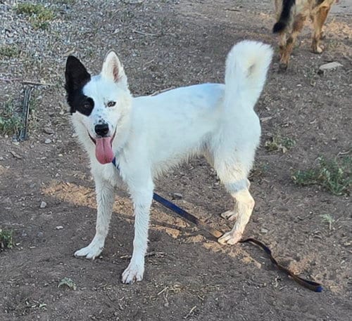 Photo of Bandit, adoptable Border Collie in Peralta, New Mexico