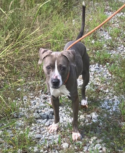 Photo of Hunni, adoptable dog in Atlanta, Georgia