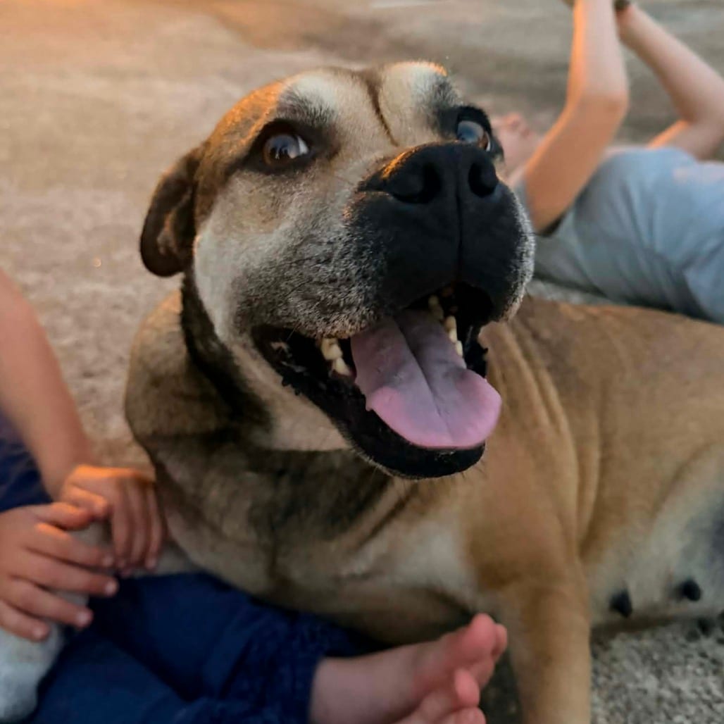 Photo of Rosea, adoptable Mixed Breed (Large) in Mount Vernon, Arkansas