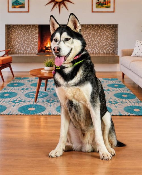 Photo of Jariah, adoptable Alaskan Malamute in Thousand Palms, California